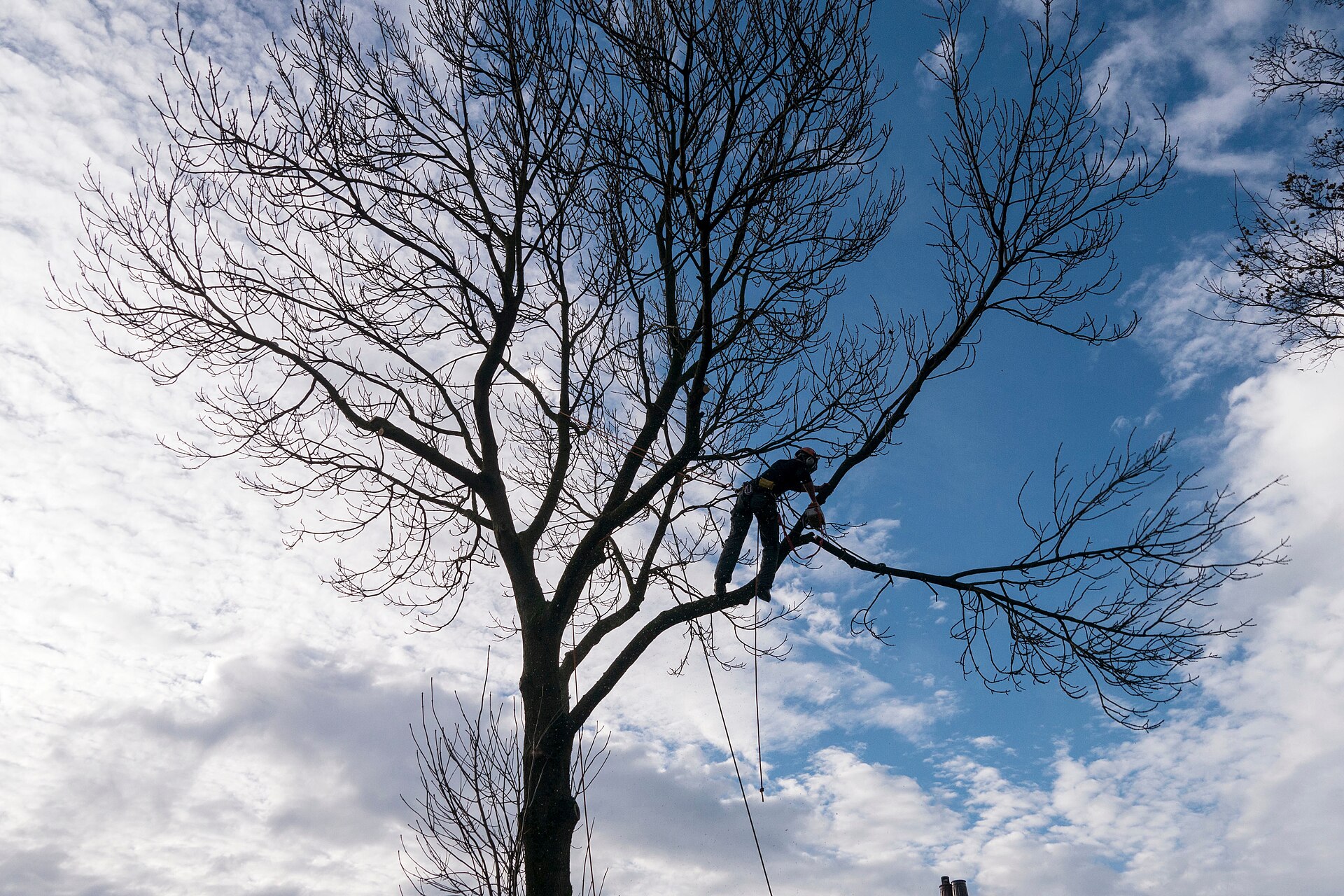 Tree surgeon pruning a mature tree from rope access