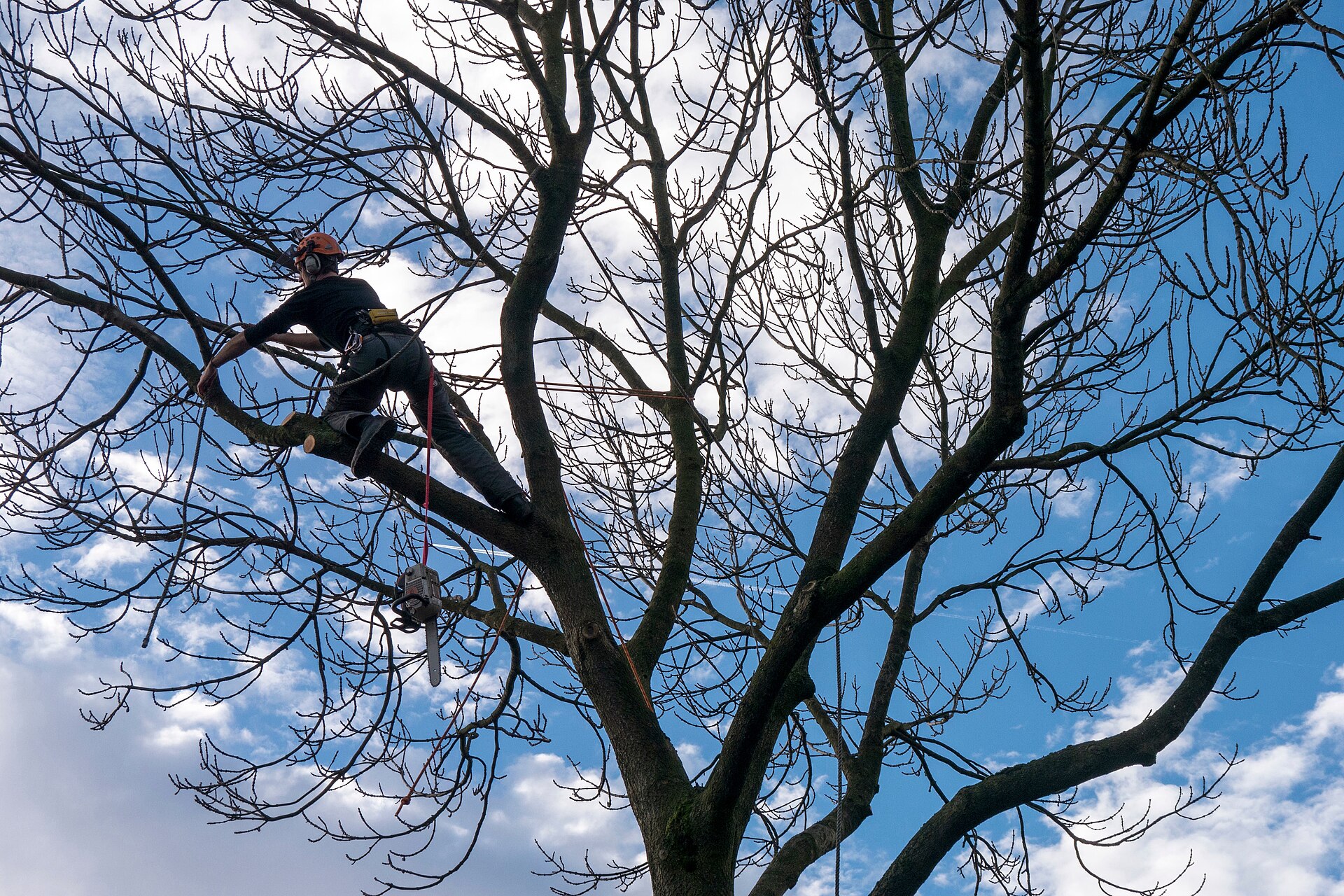 Tree surgeon working in a tree with professional climbing equipment